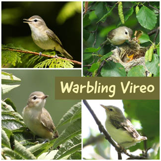 Warbling Vireo